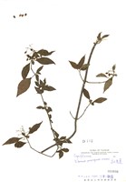 藏品(高山莢蒾)的圖片